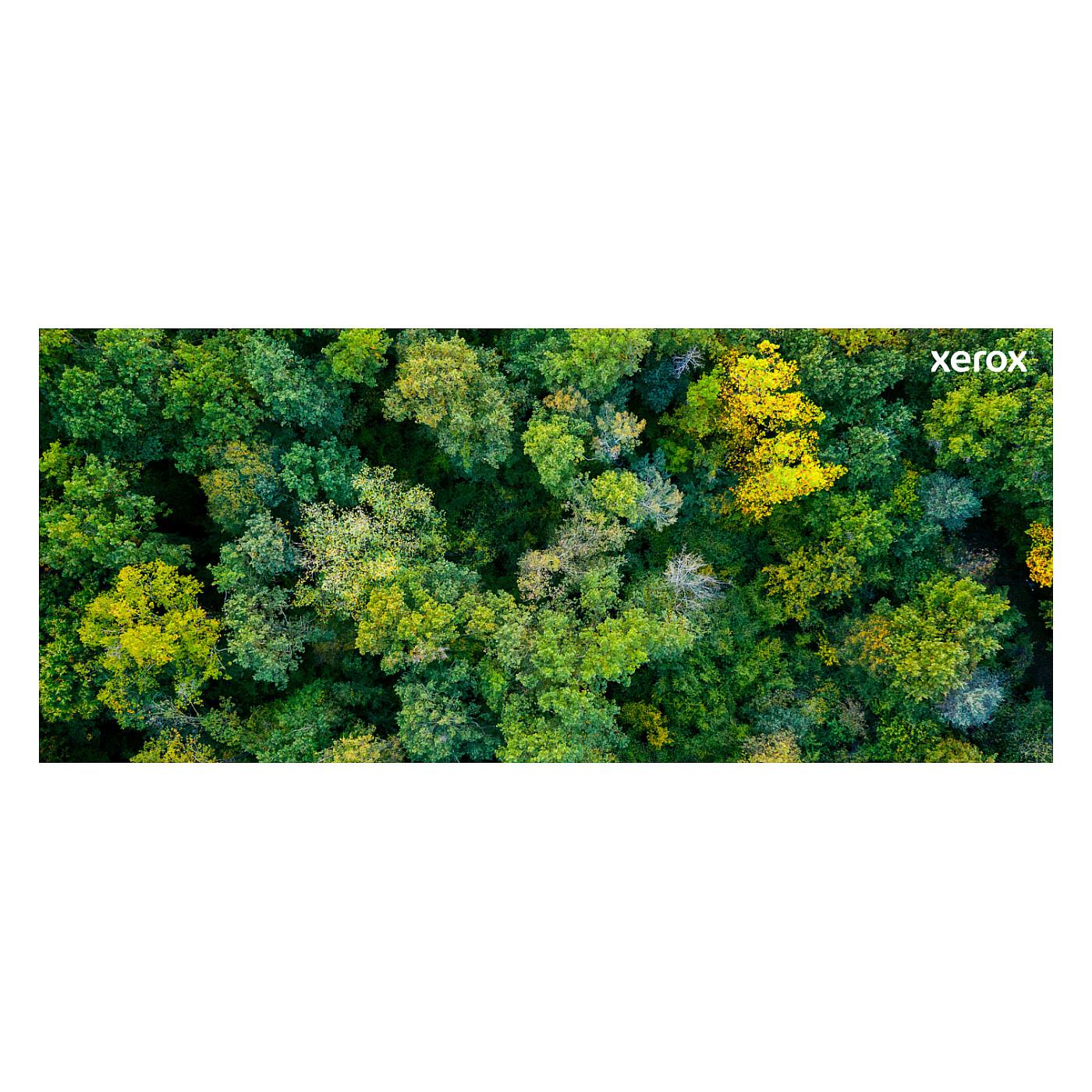 Toner Xerox 006R04822, 1,800 faqe - Verdhë - 13